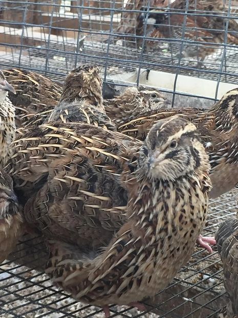 Quail Hatching Eggs Gopher Ridge Quail and Game Bird Farm
