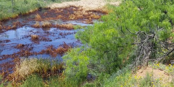 2500 barrels of produced water and crude oil spill into a live creek near Roscoe, Texas.  
