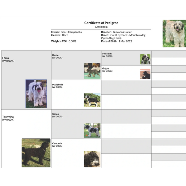Certificate of pedigree for Cassiopeia, a Great Pyrenees-Mountain dog born in 2022, showing her ancestry with images.