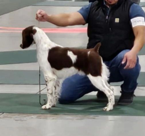 A brown and white dog standing with a handler at a dog show.