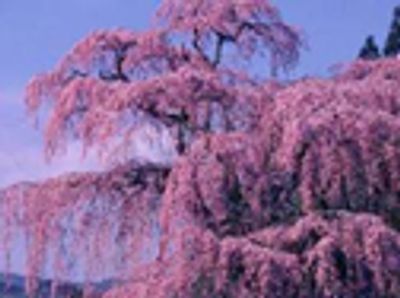 三春の滝桜