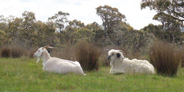 A white goat and a fluffy sheep resting on green grass in a natural setting.