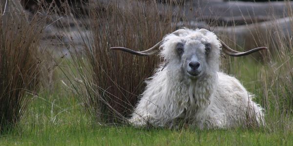 A white goat with long curved horns resting on grass.