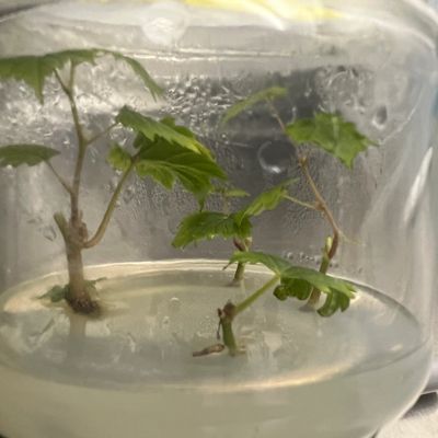 Grape Root Stock in Tissue culture 