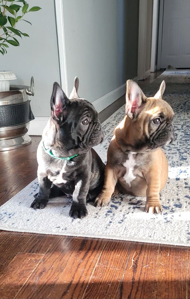 standard frenchie pupies in new york
