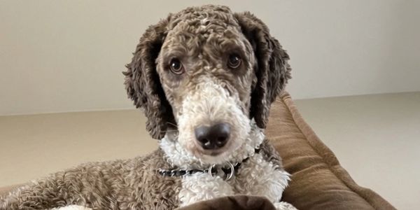 Curly-haired dog resting on a brown cushion, looking attentively at the camera.