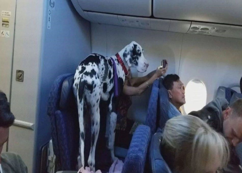 emotional support great dane