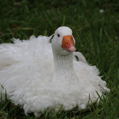 White Sebastopol Goose