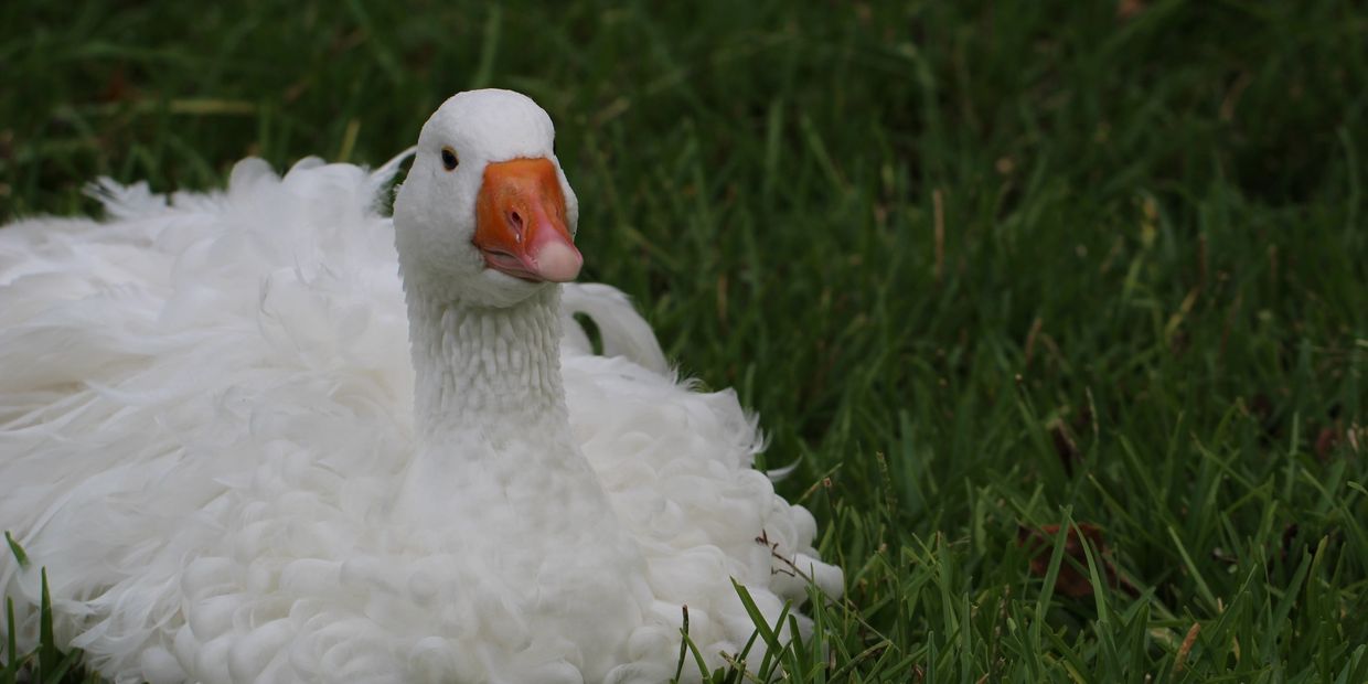 White Sebastopol Gander