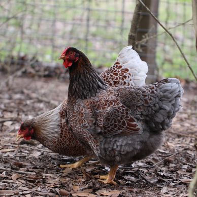 Blue Laced Red Wyandotte Hens