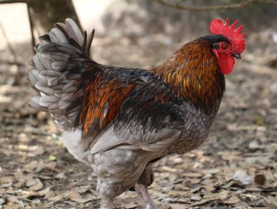 Blue Copper Marans