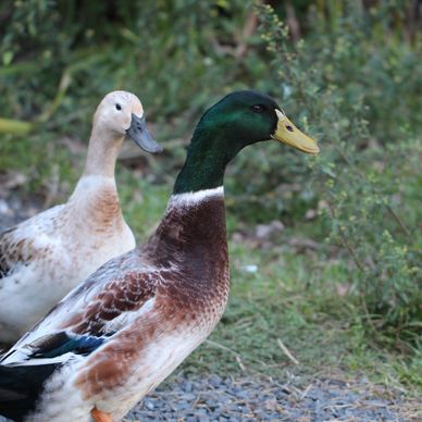 Welsh Harlequin Ducks