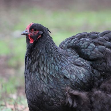 Large Fowl Black Cochin Hen