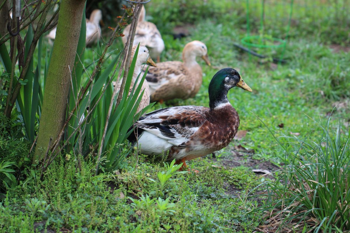 Silver Appleyard Hatching Eggs (12 Eggs)