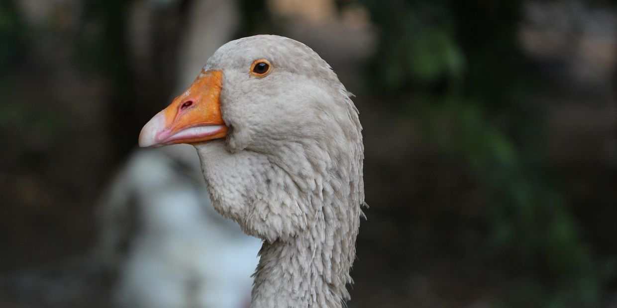 Buff Dewlap Toulouse