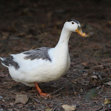 Blue Magpie Duck