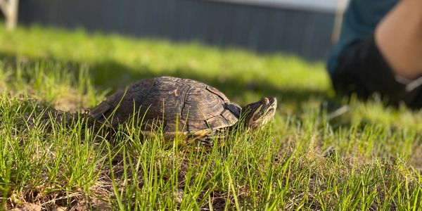 A turtle is walking on green grass with a person nearby.