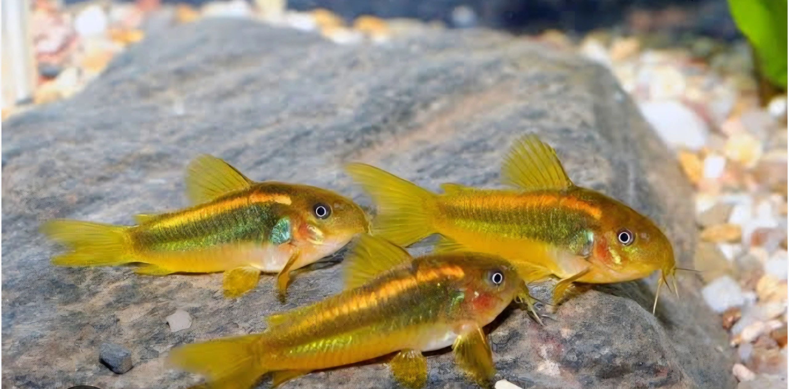 Fish and fins aquariums