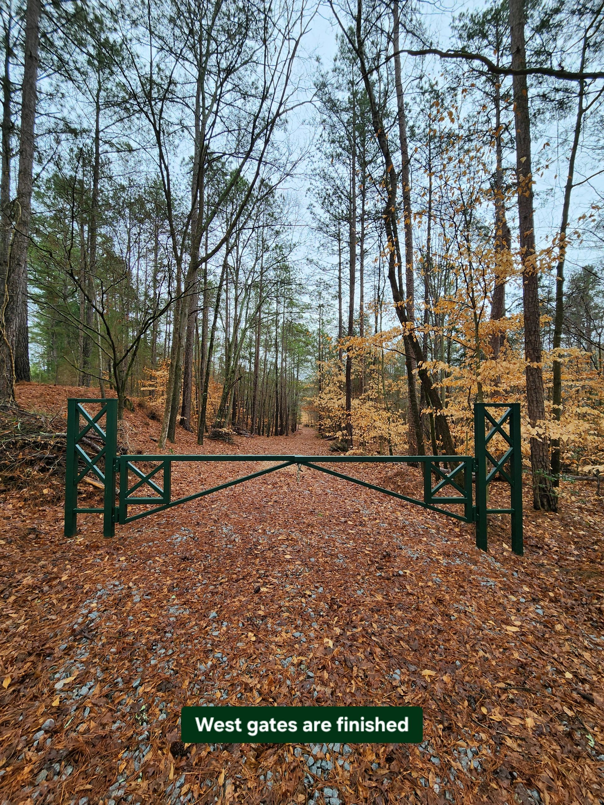 A green metal gate blocking a forest path covered in fallen leaves.