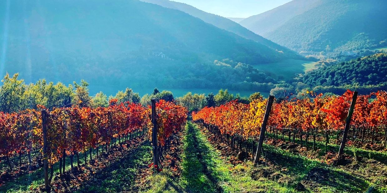 Vibrant autumn vineyard rows with colorful leaves under sunlight in a mountainous area.