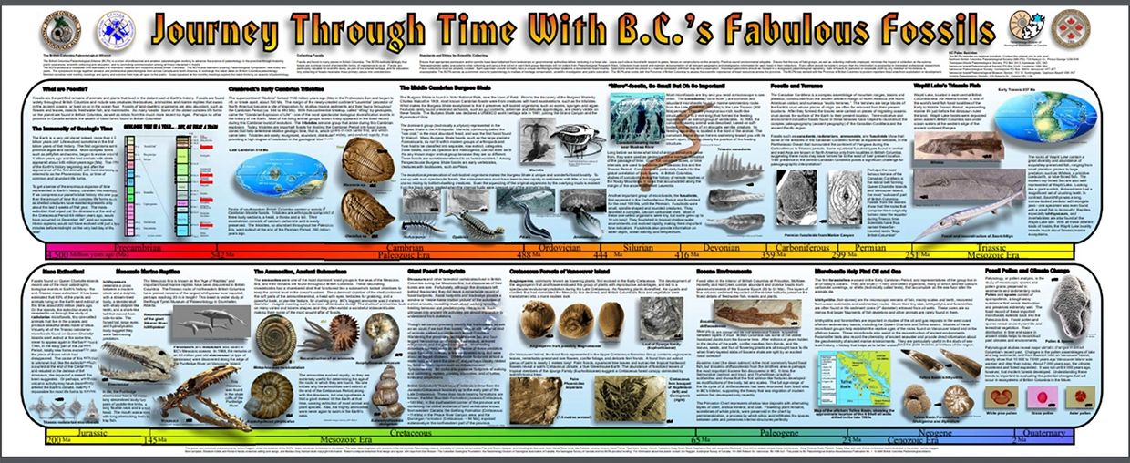 Fossil Poster
