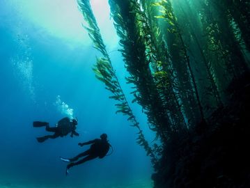 -Cours-plongée-sous-marine-plongée profonde-deep diver-PADI-