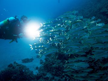 -Cours de plongée-sous-marine-plongée  de nuit-PADI-night diver-