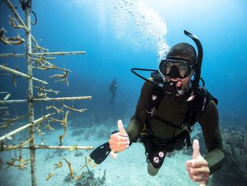 -Formatio-plongée sous-marine- conservation du corail-PADI-coral reef conservation-