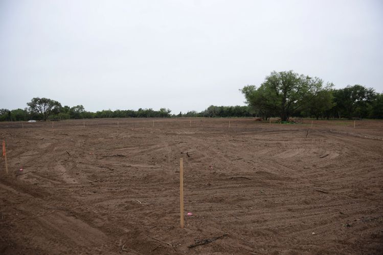 laying out the tree plantings