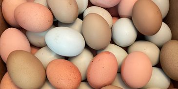 Farm fresh multicolored chicken eggs. Fresh eggs. Colorful eggs. Local eggs. Organic eggs. Large egg