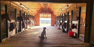 A dog sitting in the middle of a horse stable with horses in their stalls.