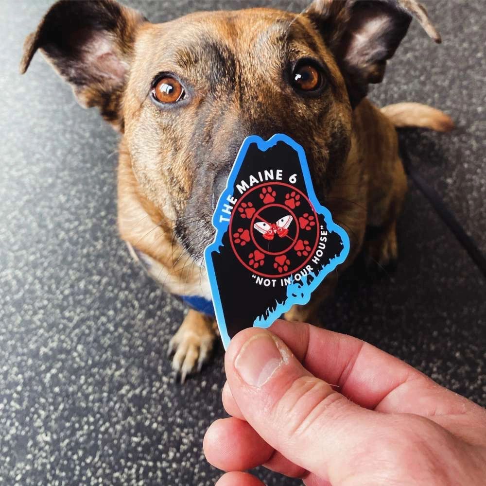 Dog sitting at attention with sticker reading "The Maine 6: Not in our house."