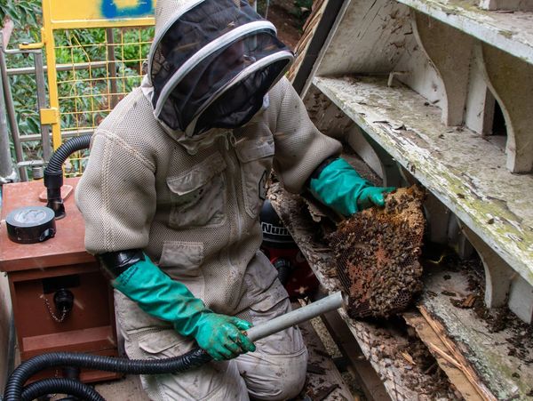 Bee hive removal