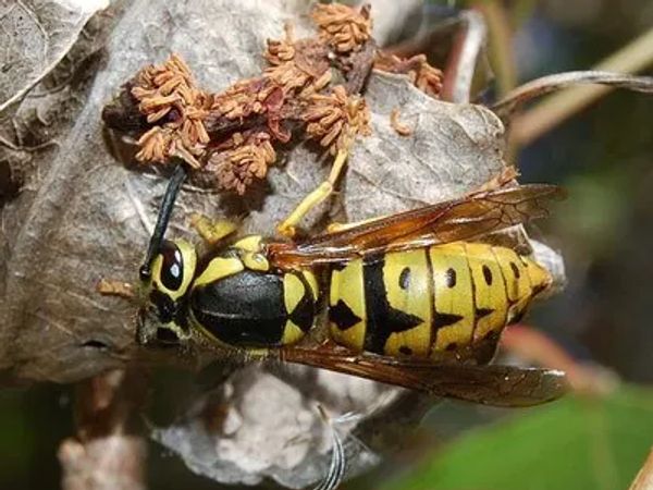 yellow jacket