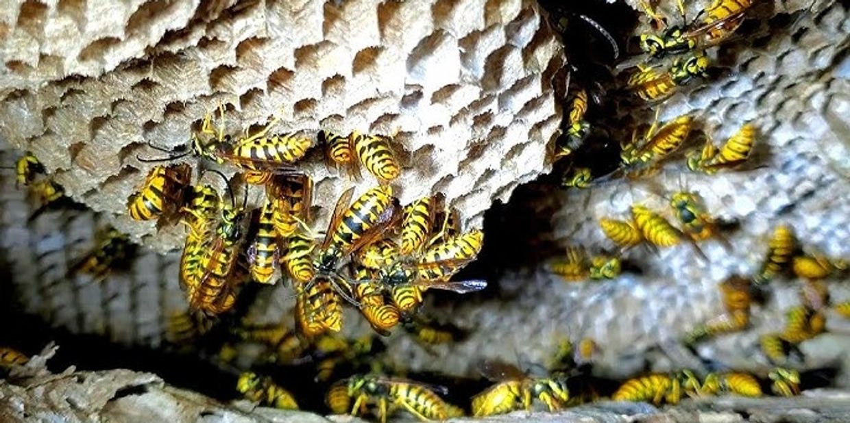 Bee hive
