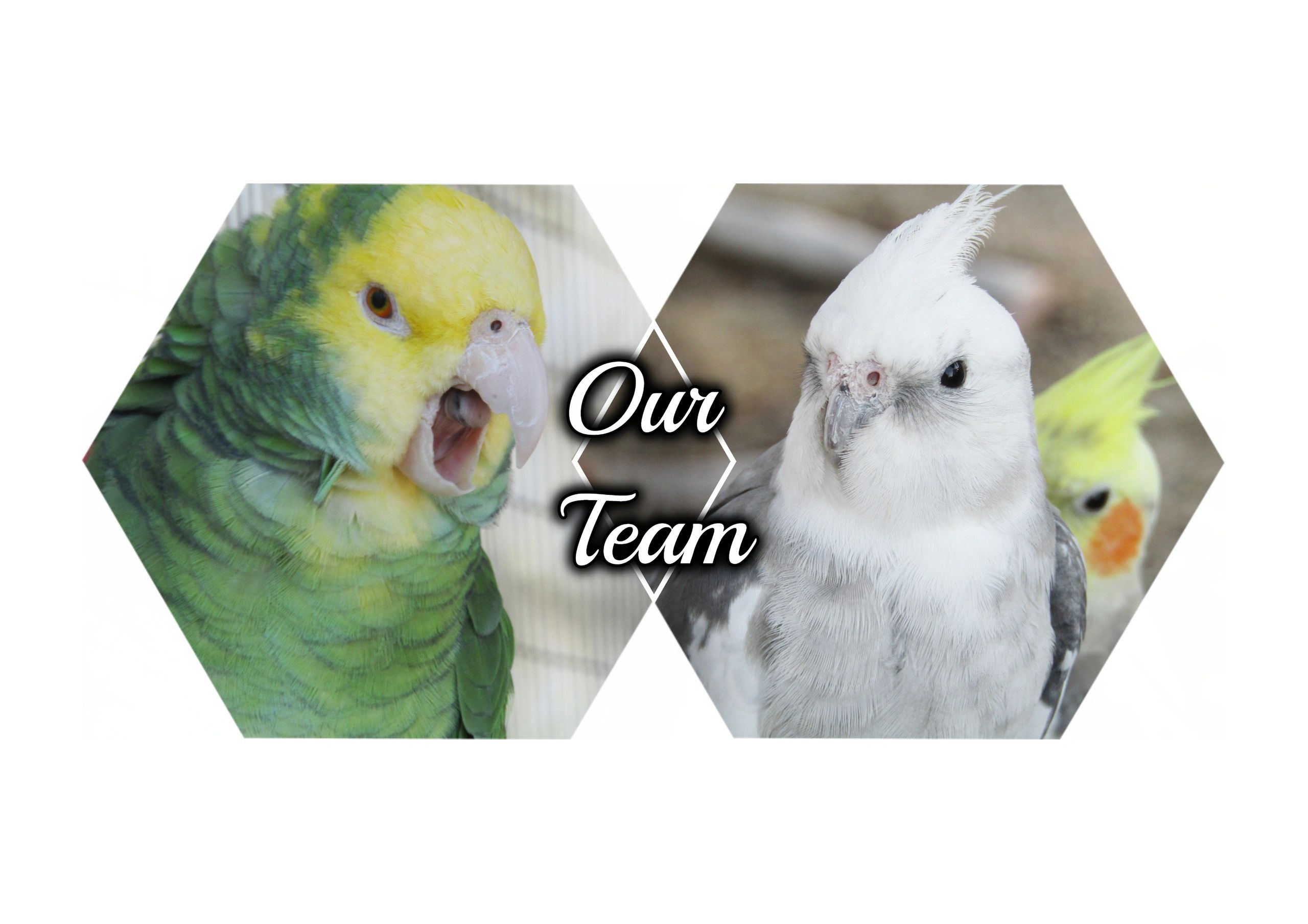 georgia rescue birds georgia rescue birds