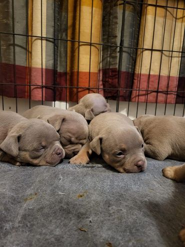 American Bully pups