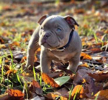American bullies 