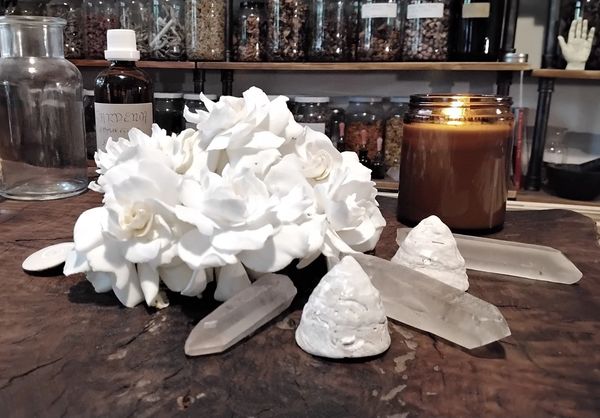 Freshly harvested gardenia flowers in ceremony awaiting extraction for our Lunar Body Oil Collection