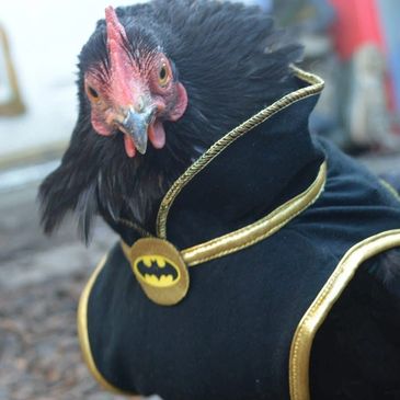 A chicken dressed in a Batman costume with a serious expression.