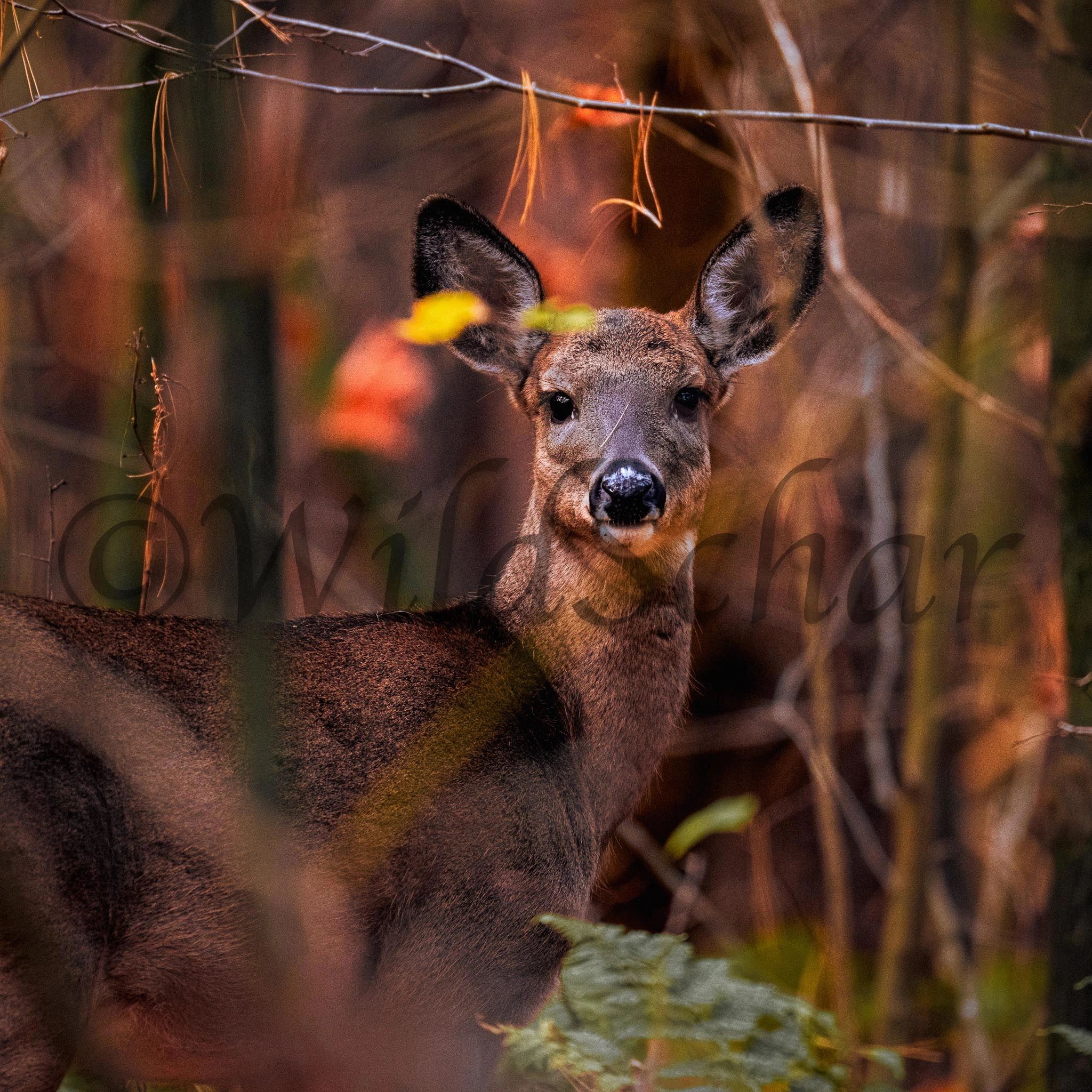 General Forest Bathing Session
