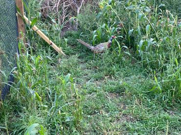 Pheasants For Sale in Washtenaw, Livingston, Genesee, Shiawassee, Ingham, Jackson County