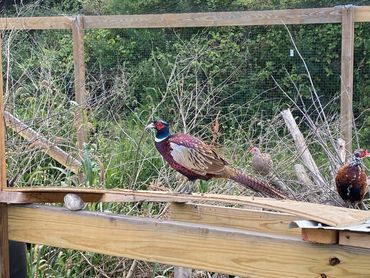 Raising Pheasants, How to Raise Pheasants