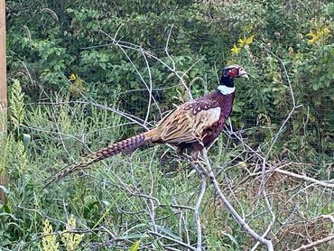 Pheasant Roosters and Hens For Sale, Buy Pheasants Near Me