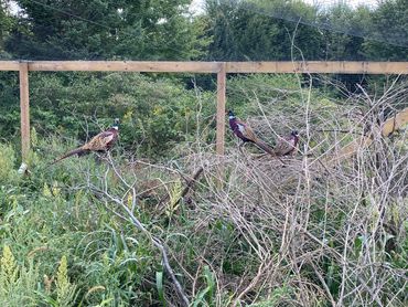 Pheasants For Sale in Macomb, St.Clair, Lapeer, Sanilac, Oakland, Genesee, and Wayne County