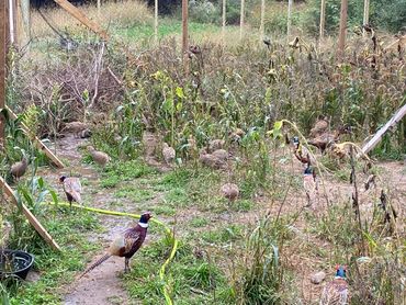 Purchase Pheasants in Michigan