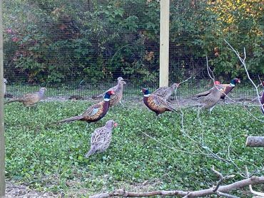 Ring Neck Pheasants, Buy Pheasants Near Me, Buy Pheasant Chicks Near Me, Pheasants Near Me