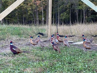 Pheasant Roosters and Hens For Sale