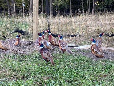 Ring Neck Pheasants, Buy Pheasants Near Me, Buy Pheasant Chicks Near Me, Pheasants Near Me