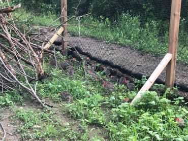 Pheasant Chicks for Sale, Pheasant Babies for Sale, Pheasants Near Me, Purchase Pheasants Online